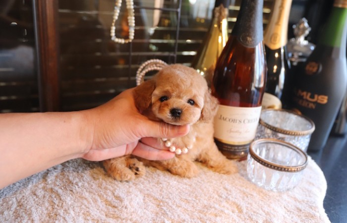 タイニープードル女の子♡のサムネイル