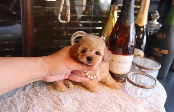 タイニープードル女の子♡のサムネイル