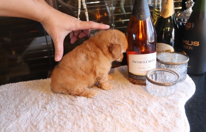 タイニープードル女の子♡のサムネイル