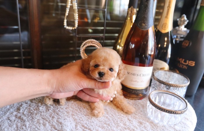 ティータイニープードル女の子♡のサムネイル