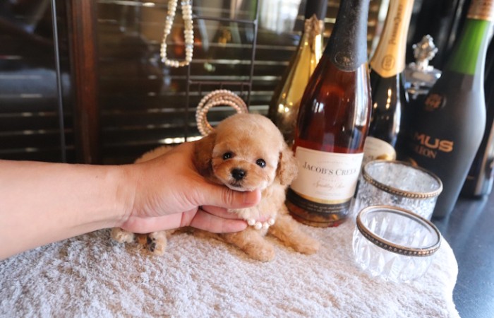 ティータイニープードル女の子♡のサムネイル