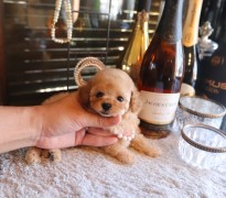 ティータイニープードル女の子♡