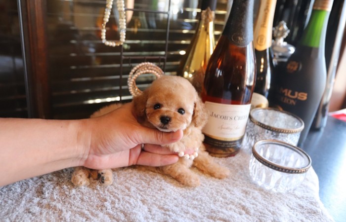 ティータイニープードル女の子♡のサムネイル