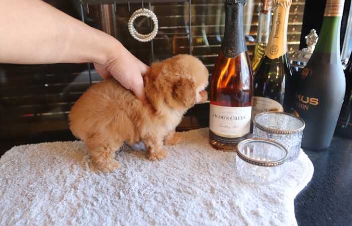 短足ドワーフタイプのタイニープードル男の子♡のサムネイル