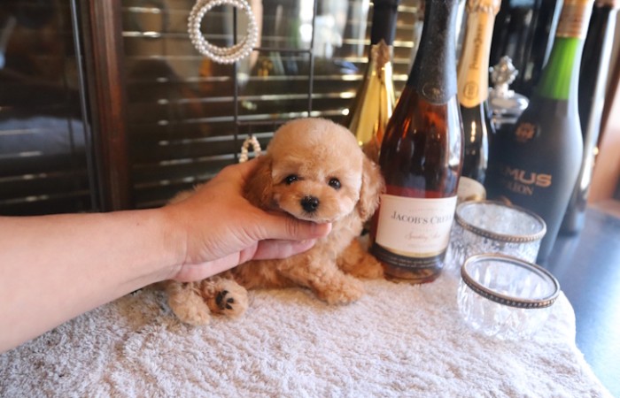 短足ドワーフタイプのタイニープードル男の子♡のサムネイル