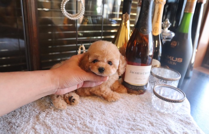 短足ドワーフタイプのタイニープードル男の子♡のサムネイル