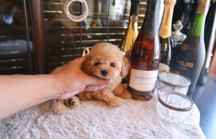 短足ドワーフタイプのタイニープードル男の子♡のサムネイル