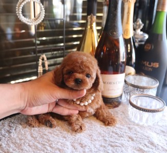 トイプードルの男の子が愛される理由とは？埼玉県で人気のティーカッププードルブリーダーが語る「最高のパートナー」の選び方