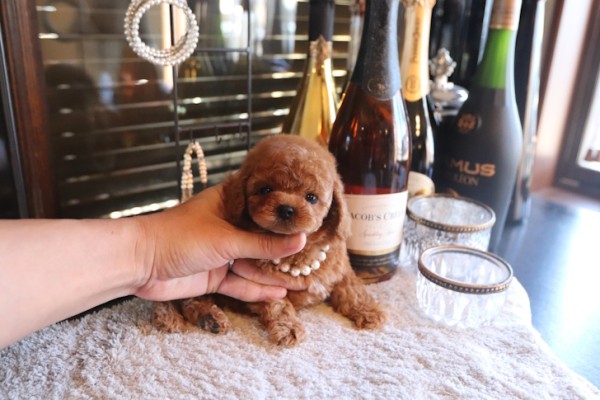 トイプードルの男の子が愛される理由とは？埼玉県で人気のティーカッププードルブリーダーが語る「最高のパートナー」の選び方