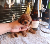 【販売中】タイニーサイズレッド男の子♡