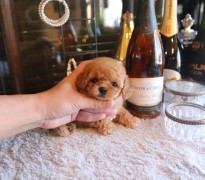 ティータイニープードル男の子♡４８７g