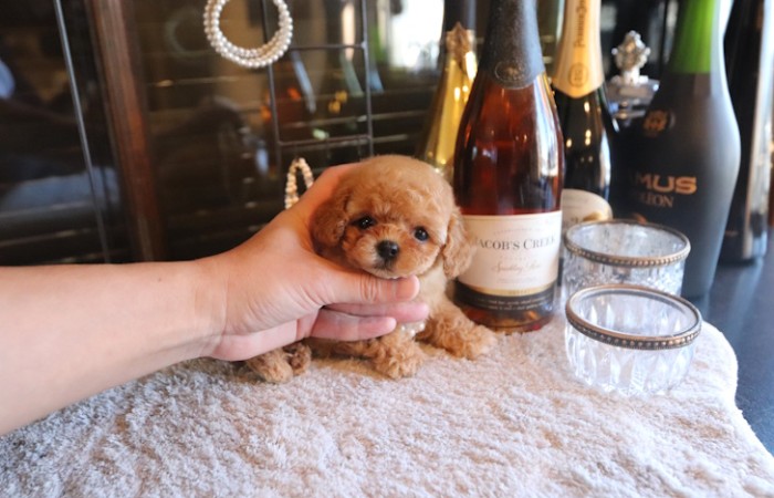 ティータイニープードル男の子♡４８７gのサムネイル