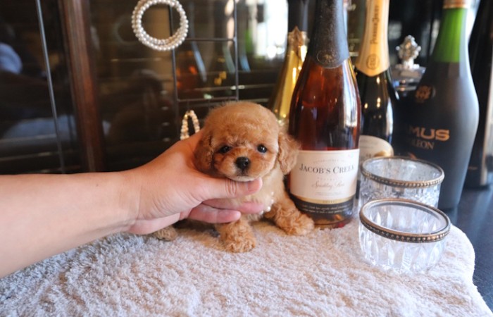 ティータイニープードル男の子♡４８７gのサムネイル