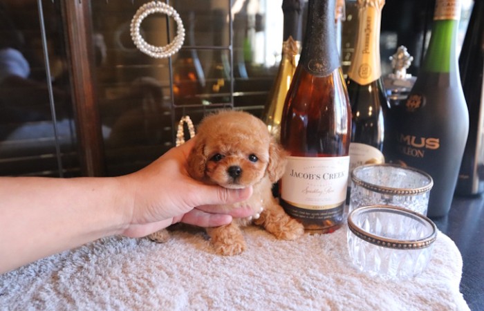 ティータイニープードル男の子♡４８７gのサムネイル