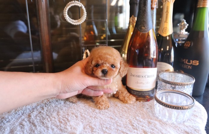 ティータイニープードル男の子♡４８７gのサムネイル