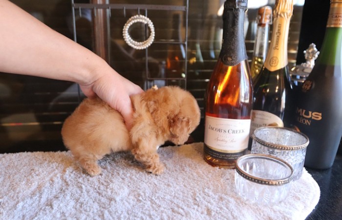 ティータイニープードル男の子♡４８７gのサムネイル