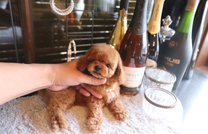 【販売中】かわいいタイニーサイズレッド男の子♡のサムネイル