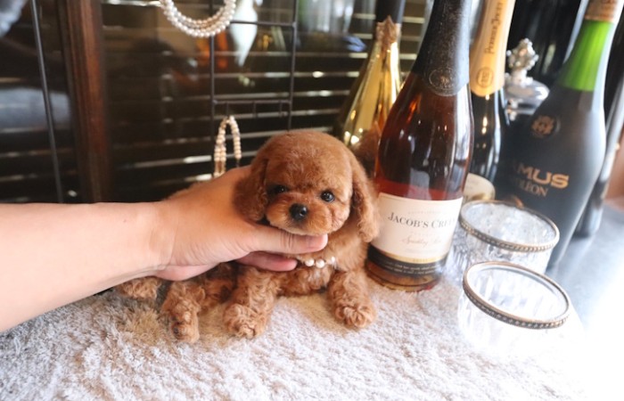 【販売中】かわいいタイニーサイズレッド男の子♡のサムネイル