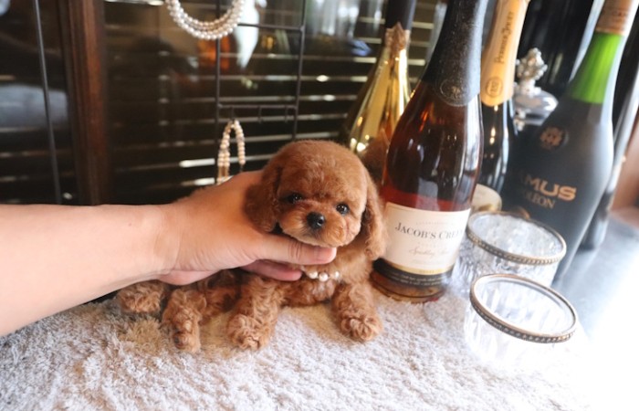 【販売中】かわいいタイニーサイズレッド男の子♡のサムネイル