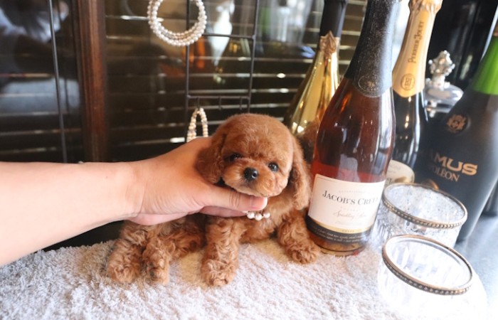 【販売中】かわいいタイニーサイズレッド男の子♡のサムネイル