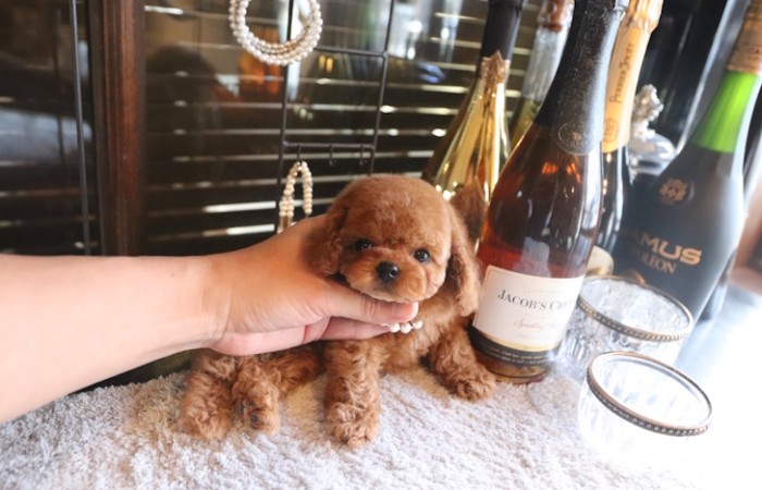 【販売中】かわいいタイニーサイズレッド男の子♡のサムネイル