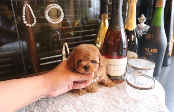 【販売中】レッドティーカッププードル男の子モデルタイプのサムネイル