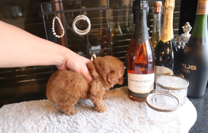 【販売中】レッドティーカッププードル男の子モデルタイプのサムネイル