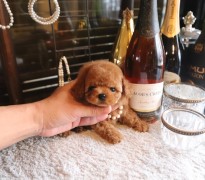 【販売中】レッドティーカッププードル男の子モデルタイプ