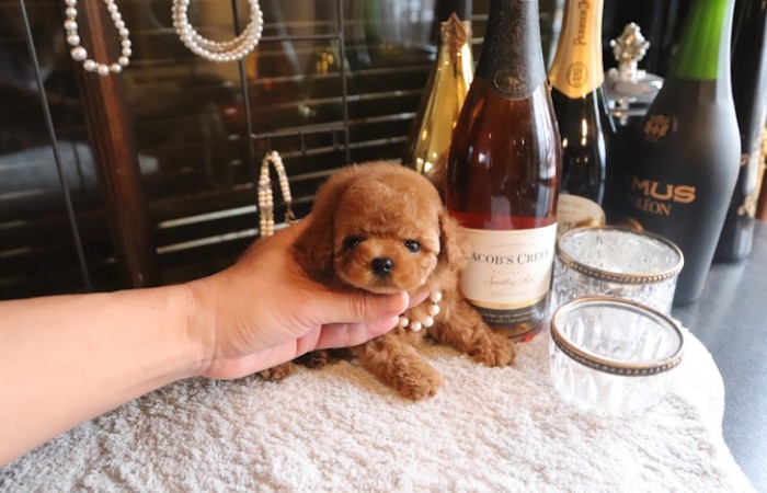 【販売中】レッドティーカッププードル男の子モデルタイプのサムネイル