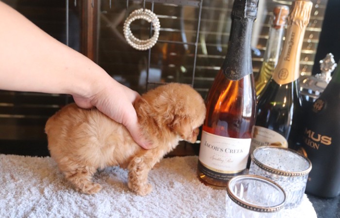 アプリティーカッププードル男の子モデルタイプのサムネイル