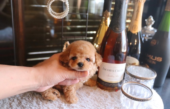 アプリティーカッププードル男の子モデルタイプのサムネイル