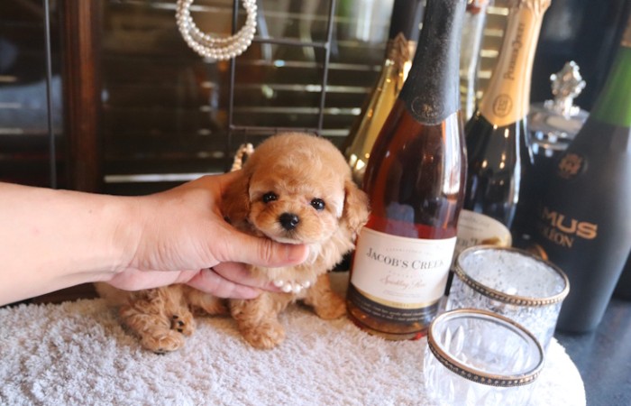 アプリティーカッププードル男の子モデルタイプのサムネイル