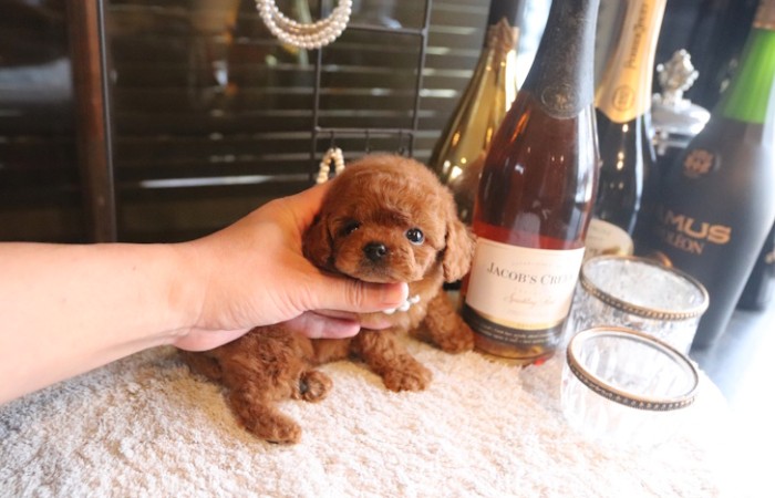 【販売中】ティータイニープードル男の子のサムネイル