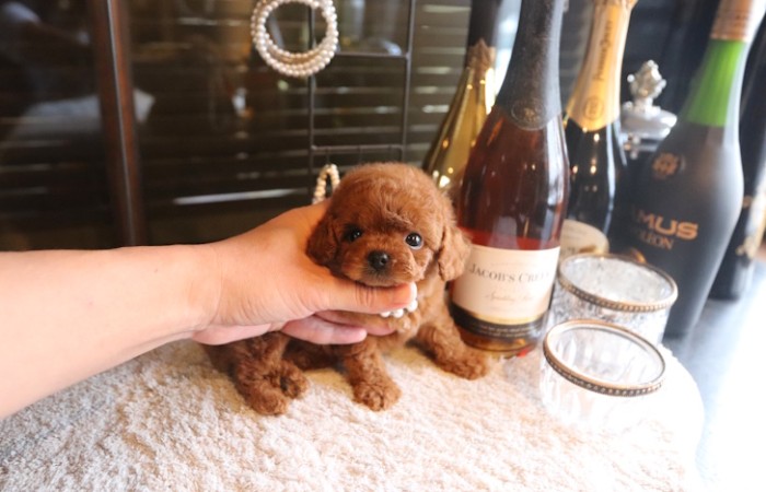 【販売中】ティータイニープードル男の子のサムネイル