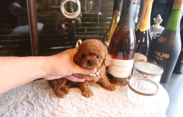 【販売中】ティータイニープードル男の子のサムネイル