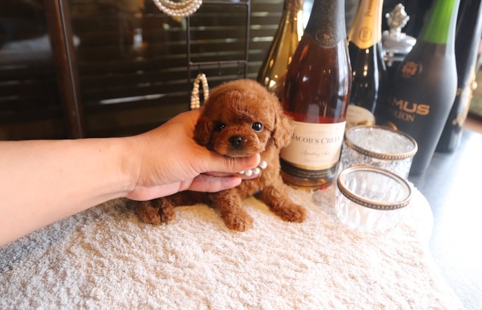 【販売中】ティータイニープードル男の子のサムネイル