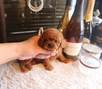 【販売中】ティータイニープードル男の子