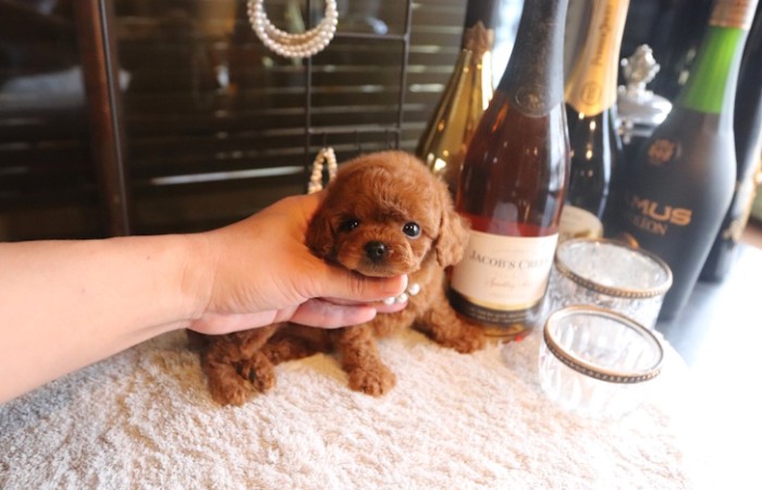 【販売中】ティータイニープードル男の子のサムネイル