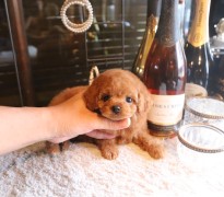 【販売中】ティータイニープードル男の子♡