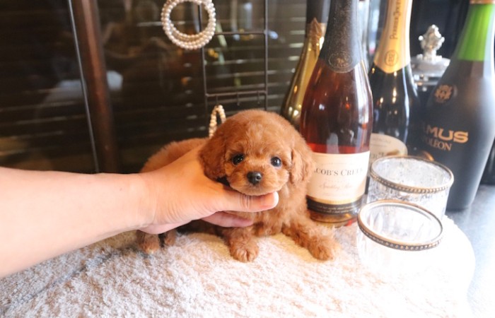 【販売中】ティータイニープードル男の子♡のサムネイル