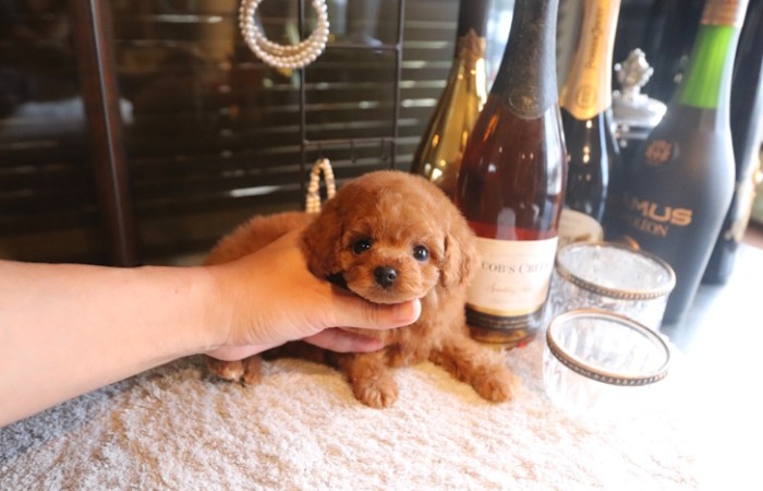 【販売中】ティータイニープードル男の子♡のサムネイル