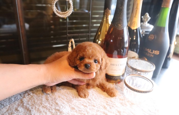 【販売中】ティータイニープードル男の子♡のサムネイル