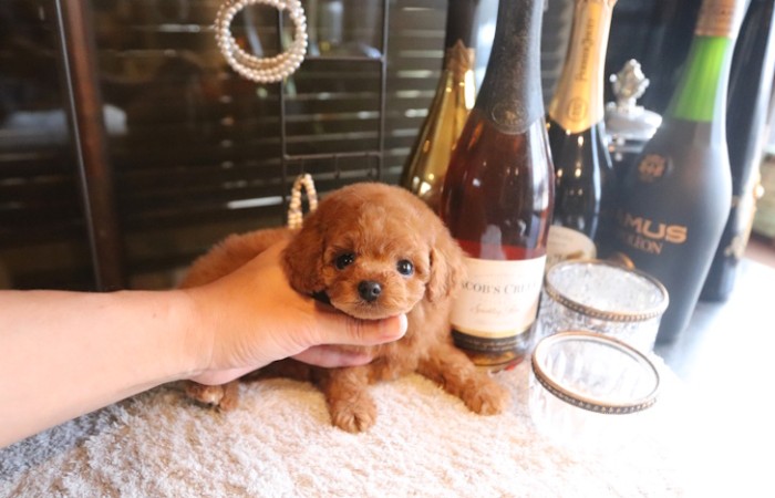 【販売中】ティータイニープードル男の子♡のサムネイル