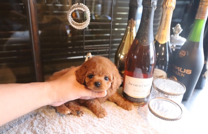 【販売中】ティータイニープードル男の子♡のサムネイル