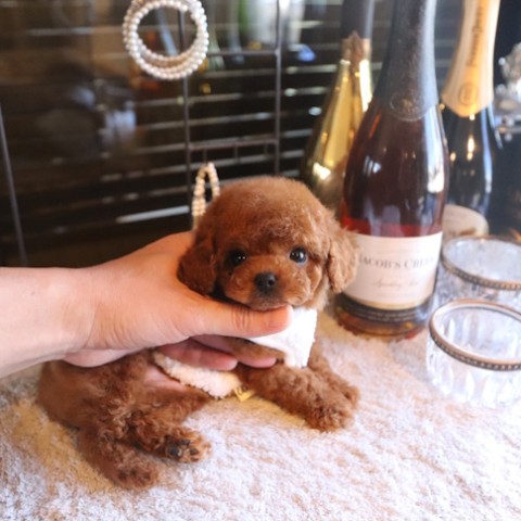 トイプードル仔犬一覧 | TOYANGEL