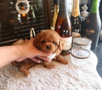 【販売中】レッドのタイニープードル男の子♡