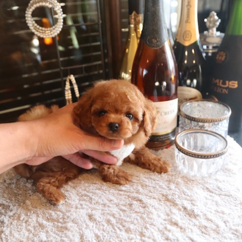 トイプードル仔犬一覧 | TOYANGEL