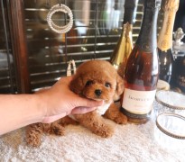 【販売中】レッドティーカッププードル男の子モデルタイプ