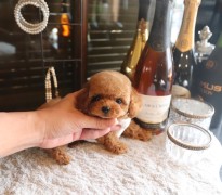 【販売中】ティーカッププードルレッド男の子♡