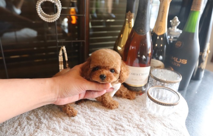 【販売中】ティーカッププードルレッド男の子♡のサムネイル